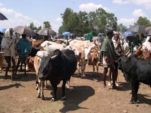 Market at Tis Abay.